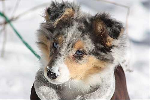 Hundeschule zum Steinbruch