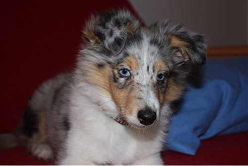 Hundeschule zum Steinbruch