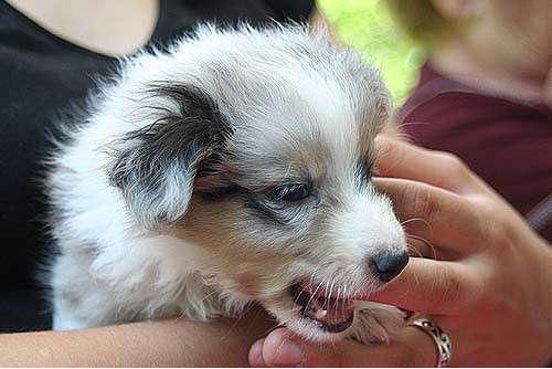 Hundeschule zum Steinbruch