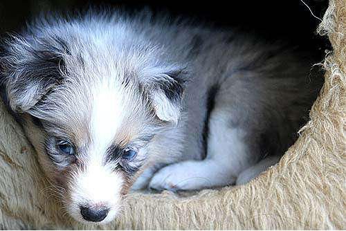 Hundeschule zum Steinbruch