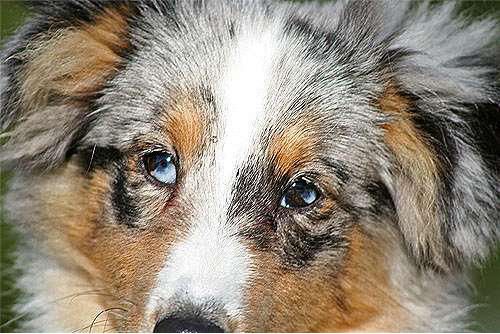 Hundeschule zum Steinbruch