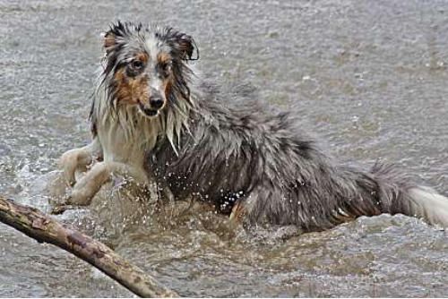 Hundeschule zum Steinbruch