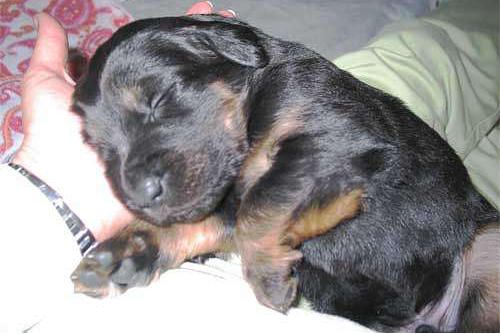 Hundeschule zum Steinbruch