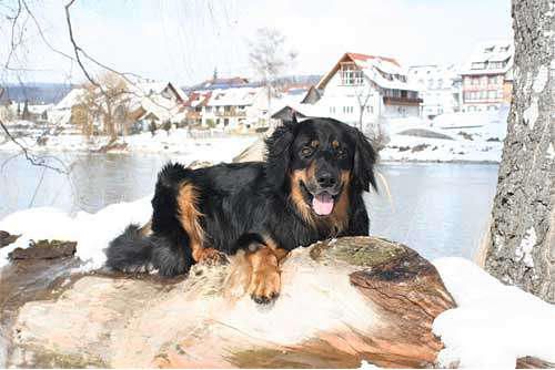 Hundeschule zum Steinbruch