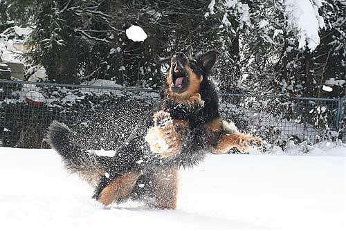Hundeschule zum Steinbruch