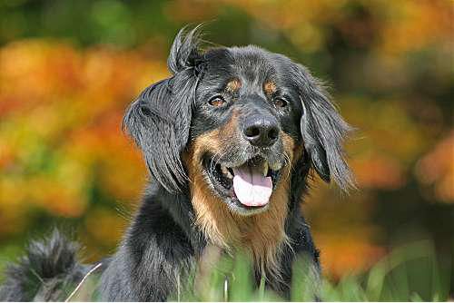 Hundeschule zum Steinbruch