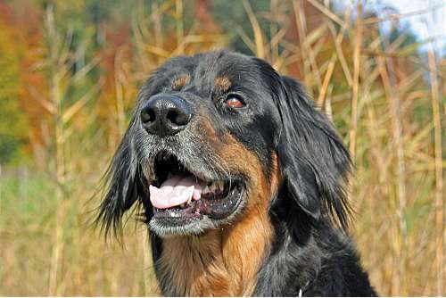 Hundeschule zum Steinbruch