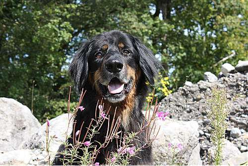 Hundeschule zum Steinbruch