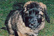 Hundeschule zum Steinbruch