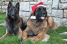 Hundeschule zum Steinbruch