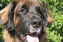 Hundeschule zum Steinbruch