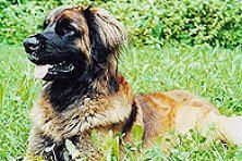 Hundeschule zum Steinbruch