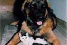 Hundeschule zum Steinbruch