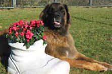 Hundeschule zum Steinbruch