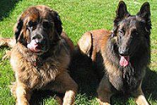 Hundeschule zum Steinbruch