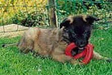 Hundeschule zum Steinbruch