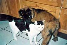 Hundeschule zum Steinbruch