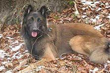 Hundeschule zum Steinbruch