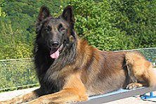 Hundeschule zum Steinbruch