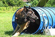 Hundeschule zum Steinbruch