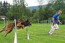 Hundeschule zum Steinbruch