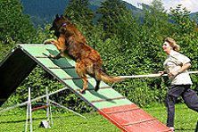 Hundeschule zum Steinbruch