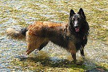 Hundeschule zum Steinbruch