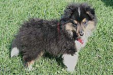 Hundeschule zum Steinbruch