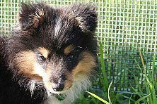 Hundeschule zum Steinbruch