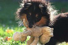 Hundeschule zum Steinbruch