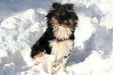 Hundeschule zum Steinbruch