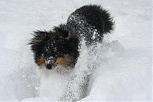 Hundeschule zum Steinbruch