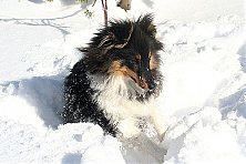 Hundeschule zum Steinbruch