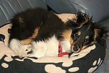 Hundeschule zum Steinbruch