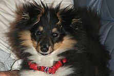 Hundeschule zum Steinbruch