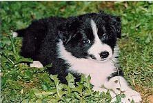 Hundeschule zum Steinbruch