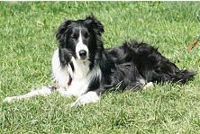 Hundeschule zum Steinbruch