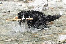 Hundeschule zum Steinbruch