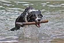 Hundeschule zum Steinbruch