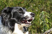 Hundeschule zum Steinbruch