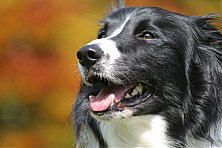 Hundeschule zum Steinbruch