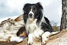 Hundeschule zum Steinbruch