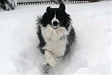 Hundeschule zum Steinbruch