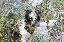 Hundeschule zum Steinbruch