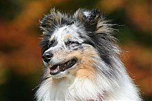 Hundeschule zum Steinbruch