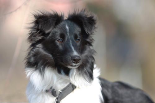 Hundeschule zum Steinbruch