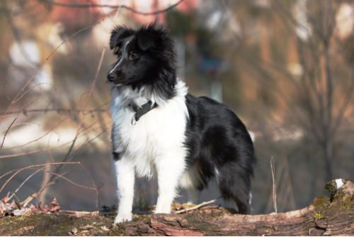 Hundeschule zum Steinbruch