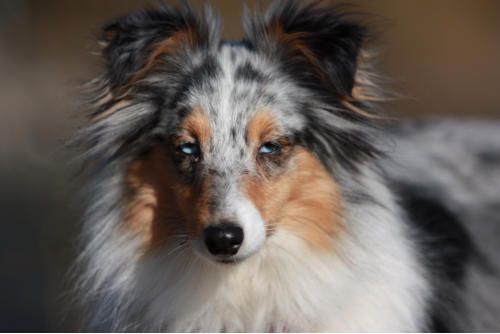 Hundeschule zum Steinbruch