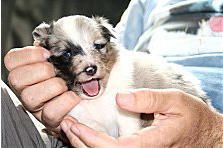 Hundeschule zum Steinbruch