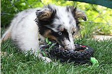 Hundeschule zum Steinbruch